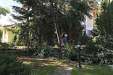 Спил-деревьев-в-Красногорский-район5