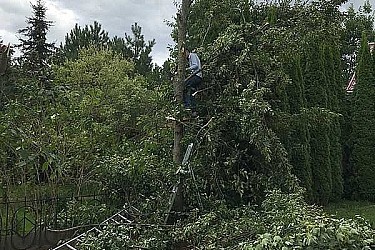 Спил-деревьев-в-Красногорский-район2